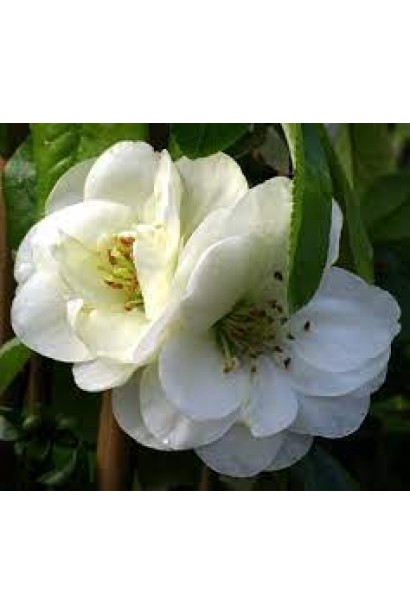 Сhaenomeles speciosa Yukigoten on shtambe